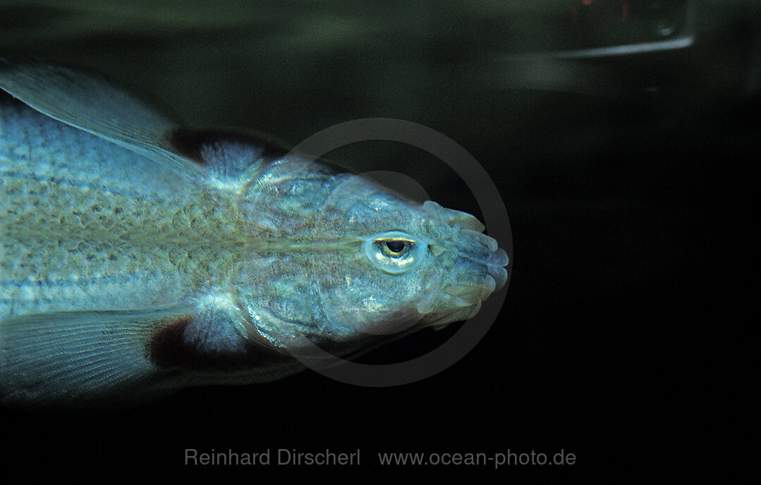 Vierauge, Vieraugenfisch