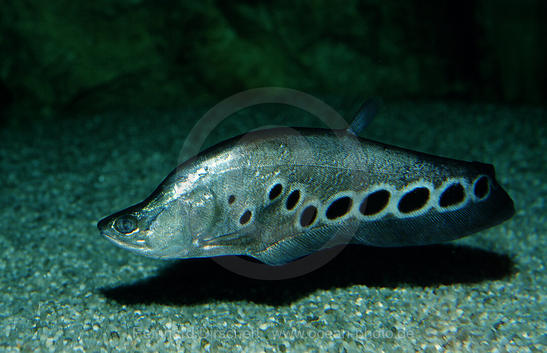 Messerfisch, Tausenddollarfisch