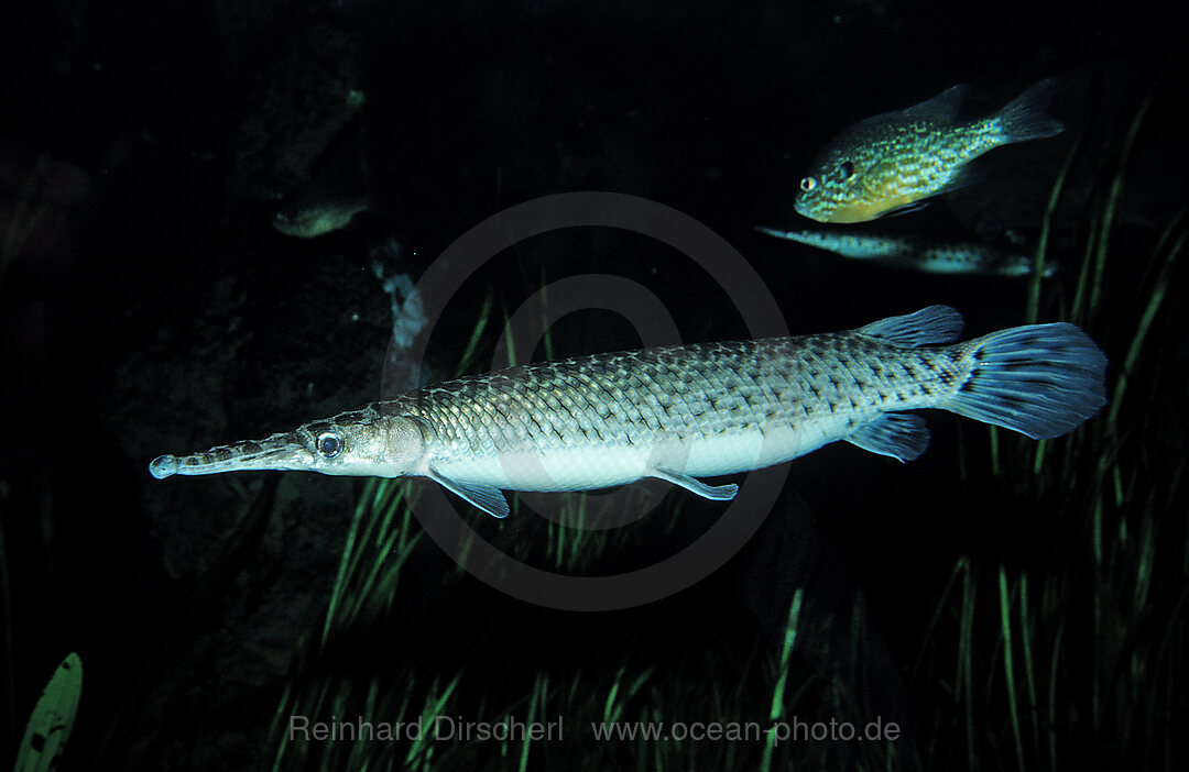 Gefleckter Knochenhecht, Kaimanfisch