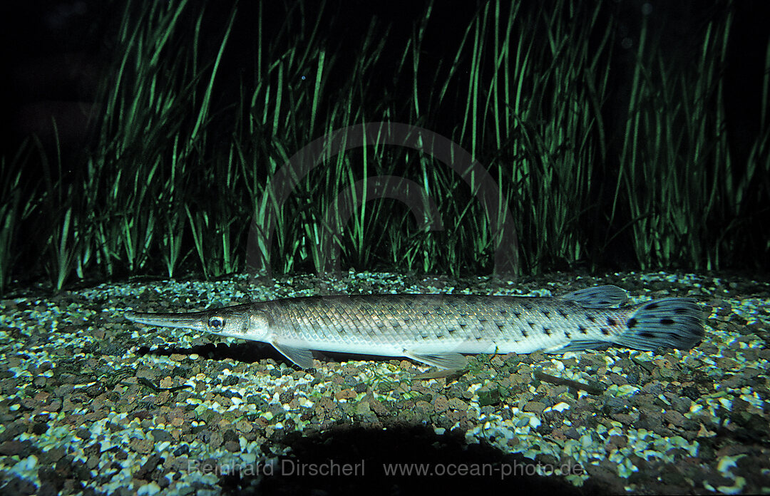 Gefleckter Knochenhecht, Kaimanfisch, Lepisosteus oculatus, Florida, Nordamerika, Amerika, USA