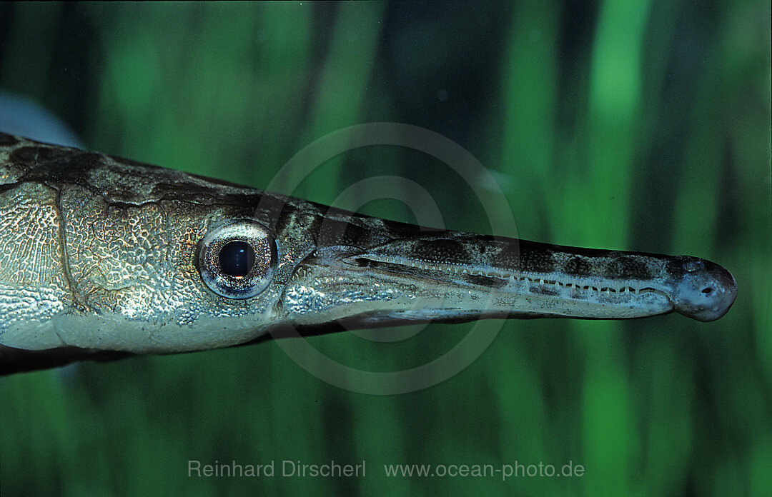 Gefleckter Knochenhecht, Kaimanfisch, Lepisosteus oculatus, Florida, Nordamerika, Amerika, USA