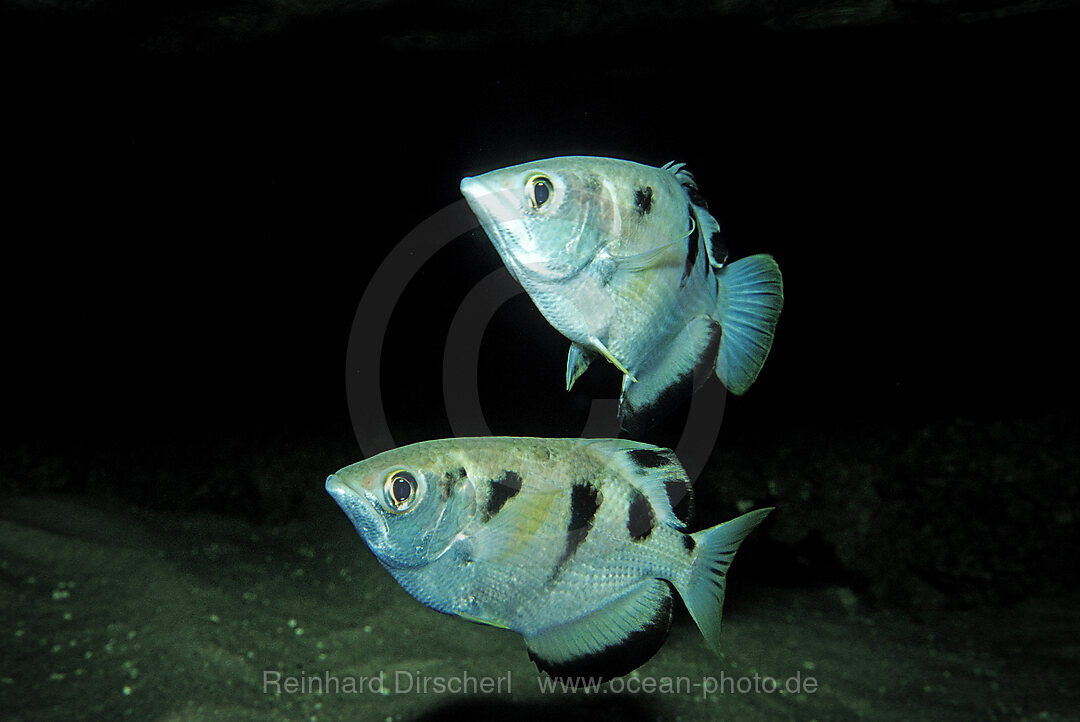 Schuetzenfisch, Schuetzenfisch