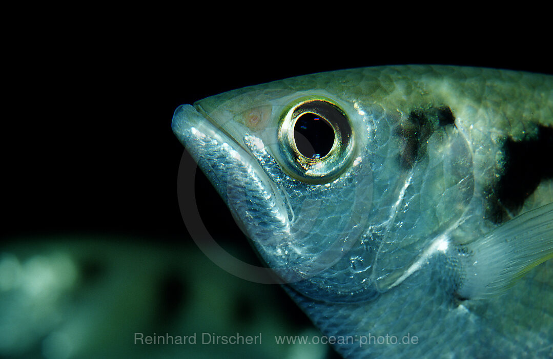 Schuetzenfisch, Schuetzenfisch