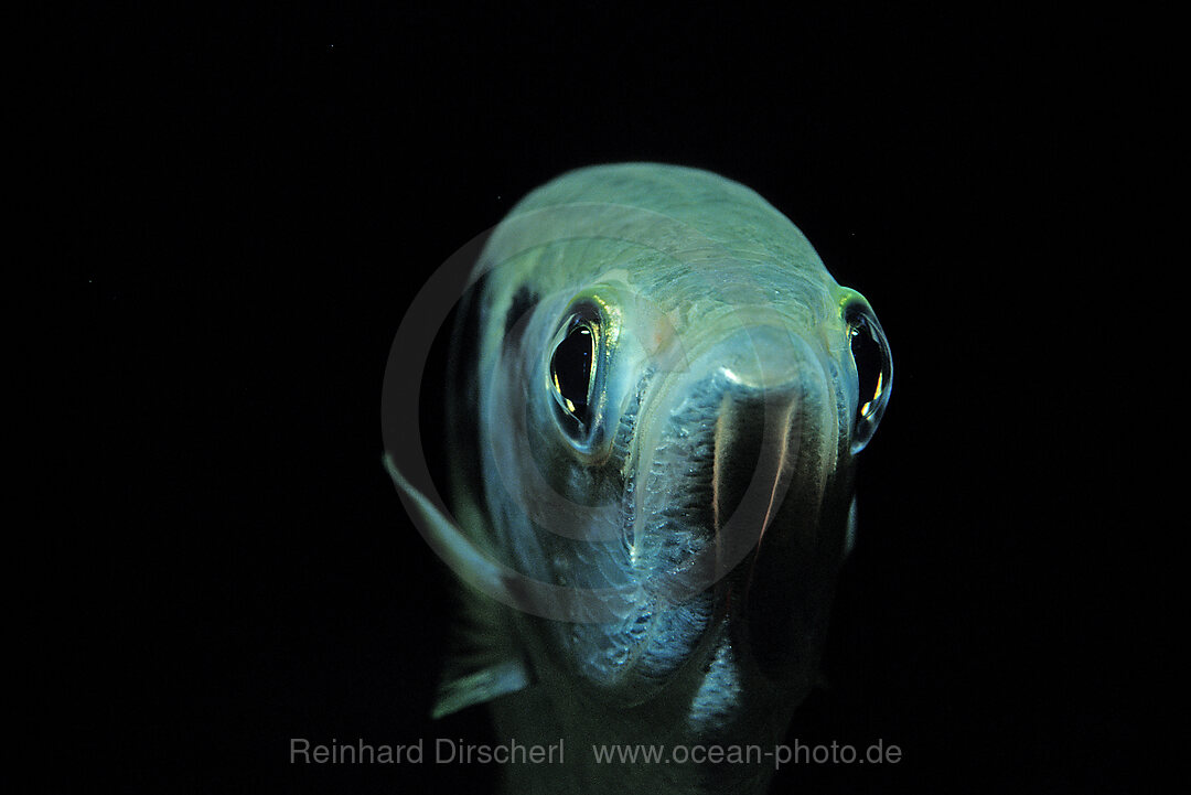 Banded Archerfish