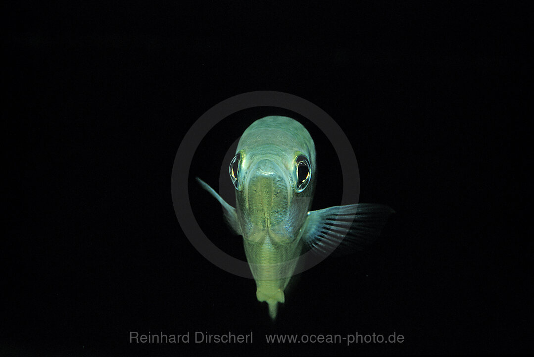 Banded Archerfish