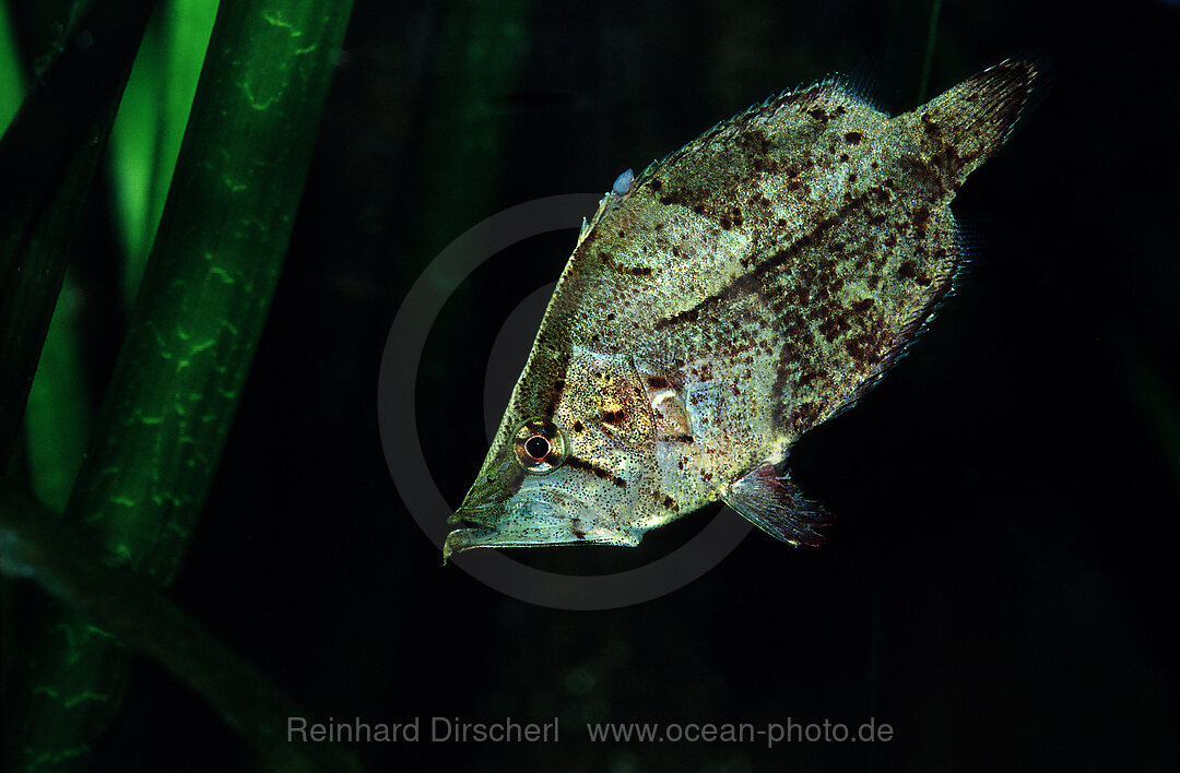 Blattfisch