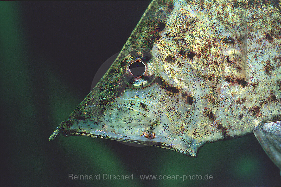 Blattfisch, Monocirrhus polyacanthus, Rio Negro, Orinoco, West Guyana, Amazonas-Einzug, Sdamerika, Suedamerika