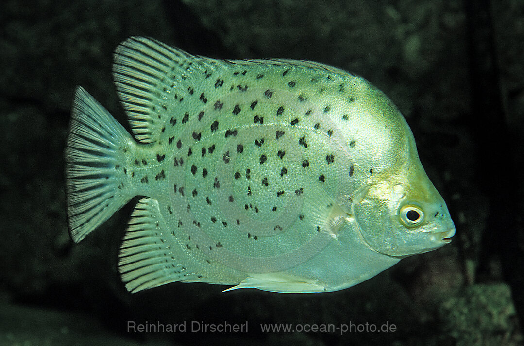 Argus fish, scat