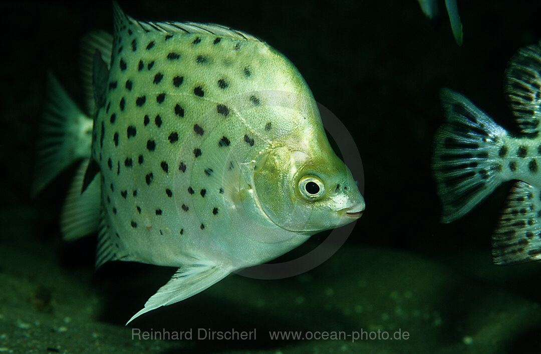 Argusfisch, Gruener Argusfisch, Gemeiner Argusfisch, Scatophagus argus, Philippinen