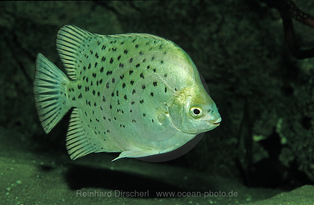 Argus fish, scat, Scatophagus argus, Philippines