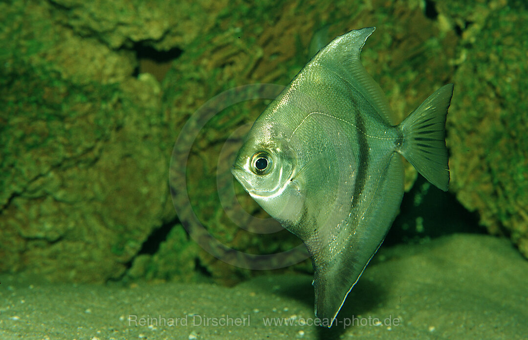 Silberflossenblatt, Monodactylus argenteus, Suedchinesisches Meer, Suedchinesisches Meer, Suewasserfluesse, Malaysia