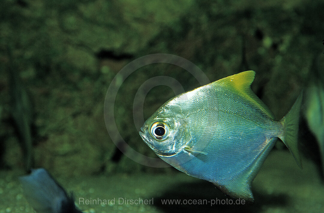 Malayan angel, Finger fish