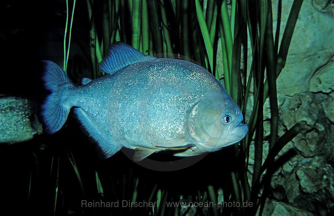 Roter Piranha, Piraya, Pirana