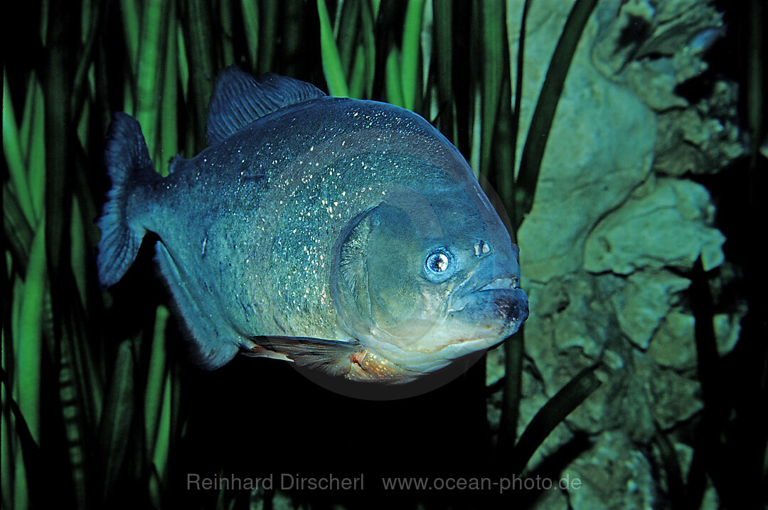 Roter Piranha, Piraya, Pirana, Serrasalmus nattereri, Suewasserfluesse, Suesswasserfluesse, Amazonas, Amazonasdelta, Guyana, Sdamerika, Suedamerika