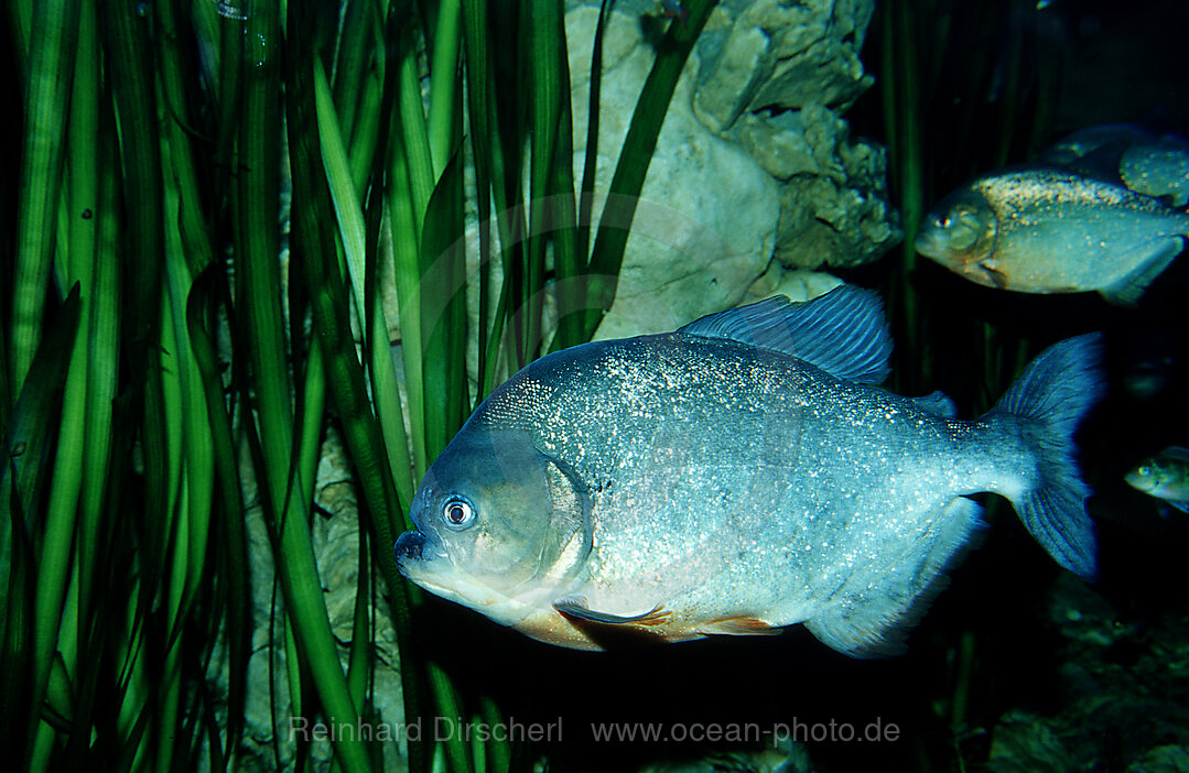 Roter Piranha, Piraya, Pirana