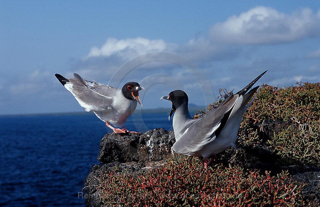 Zwei streitende Galapagos Gabelschwanzmoewen, Gabelschwanzmoewe, Creagrus furcatus, Galpagos, Galapagos, Island, Ecuador, Sdamerika, Suedamerica