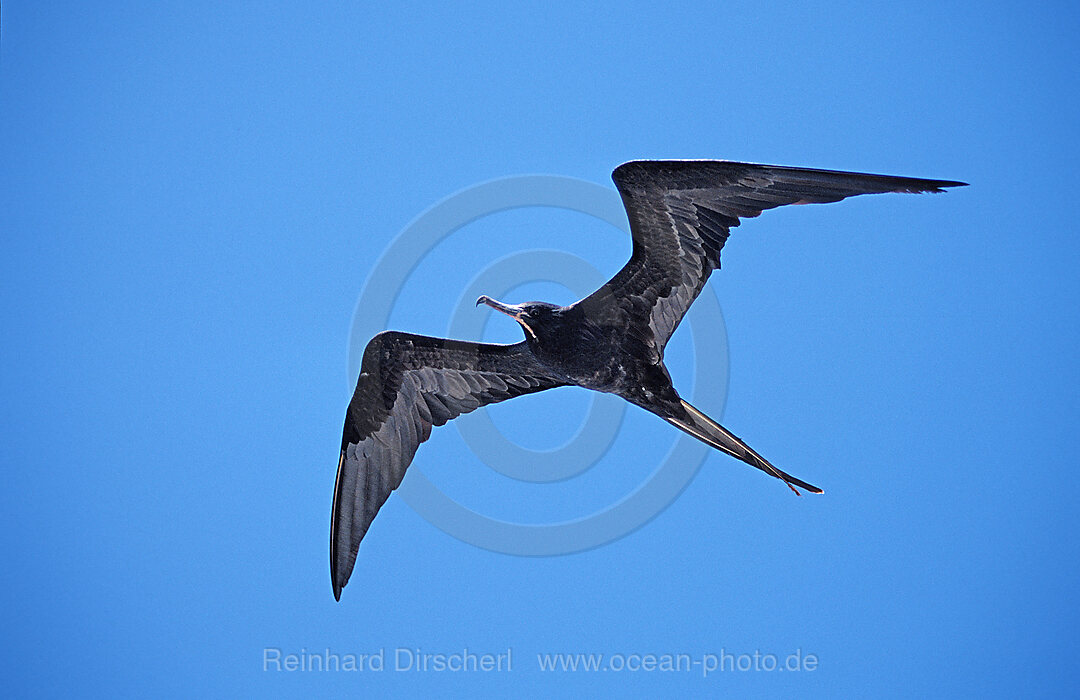 Bindenfregattvogel, Fregata minor, Galpagos, Galapagos, Island, Ecuador, Sdamerika, Suedamerica