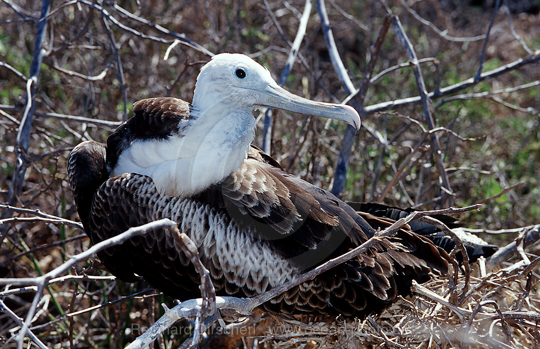 Bindenfregattvogel