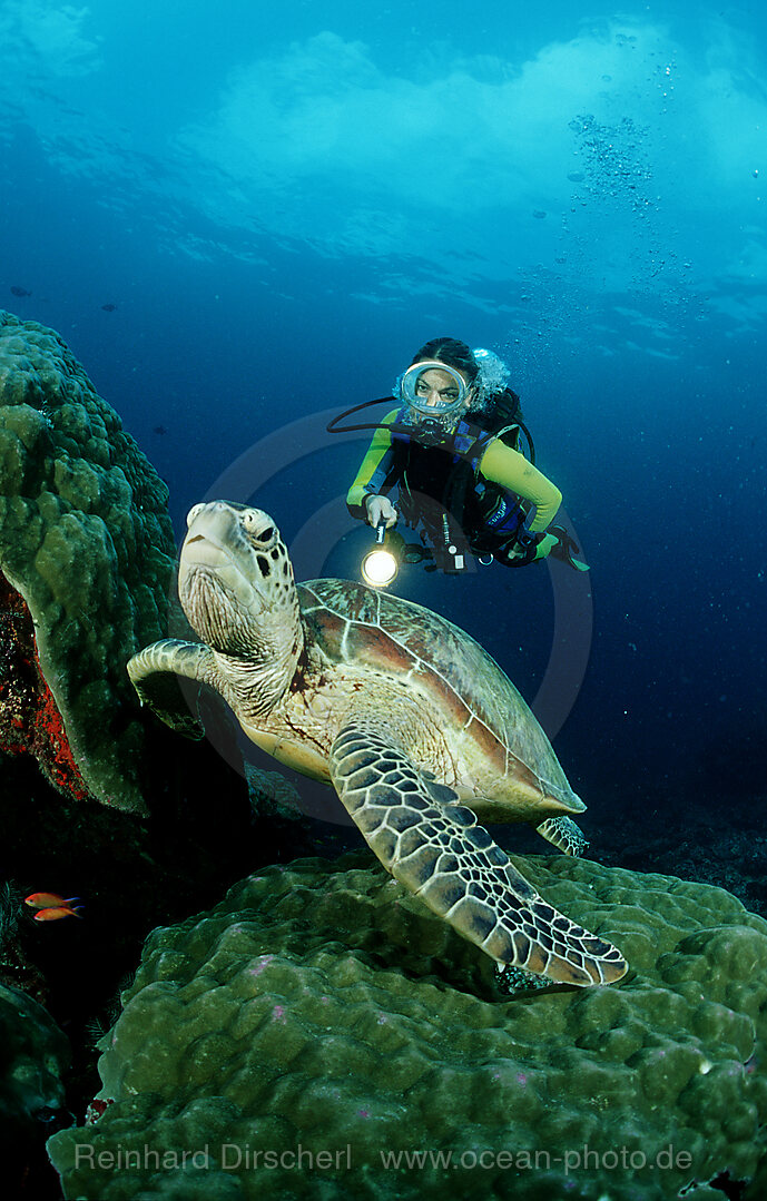 Green sea turtle and scuba diver