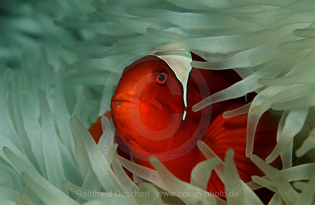 Stachel-Anemonenfisch, Premnas aculeatus, Pazifik, Papua Neu Guinea