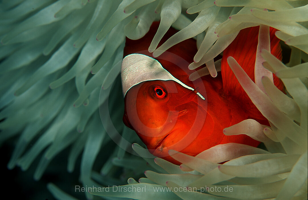 Stachel-Anemonenfisch, Premnas aculeatus, Pazifik, Papua Neu Guinea