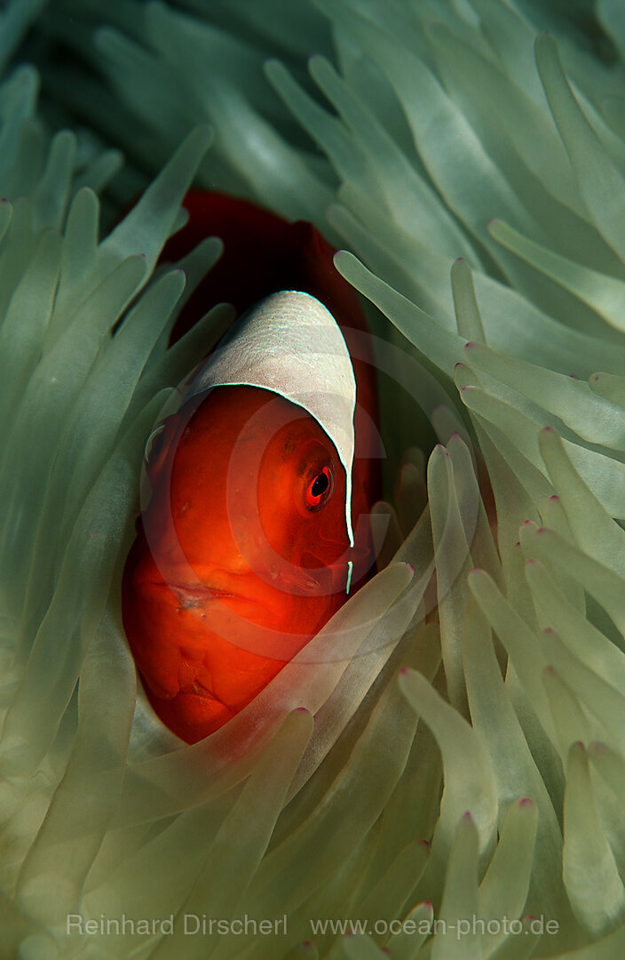 Stachel-Anemonenfisch, Premnas aculeatus, Pazifik, Papua Neu Guinea