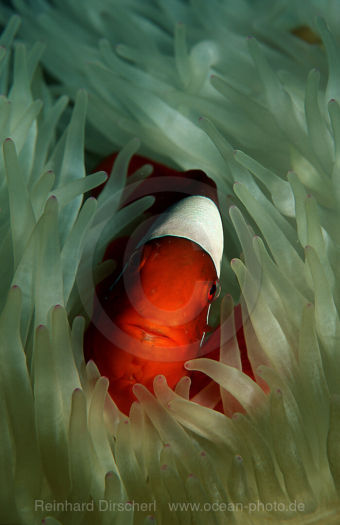 Stachel-Anemonenfisch