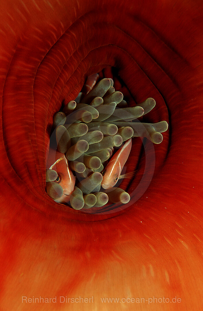 Zwei Halsband-Anemonenfische, Amphiprion perideraion, Pazifik, Papua Neu Guinea