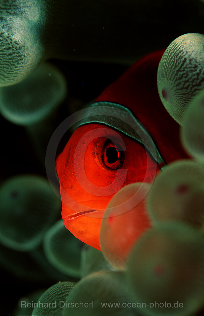 Spinecheek clownfish