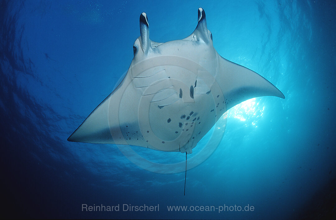 Manta ray, Manta birostris, Pacific ocean, Yap, Micronesia