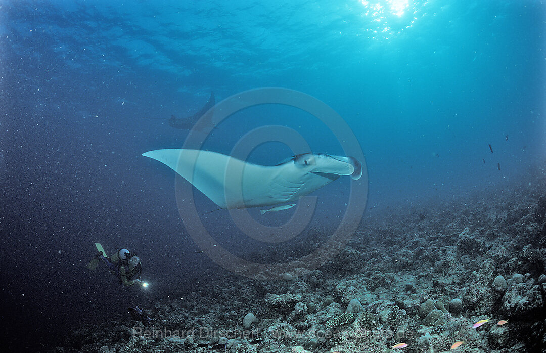 Mantarochen und Taucher