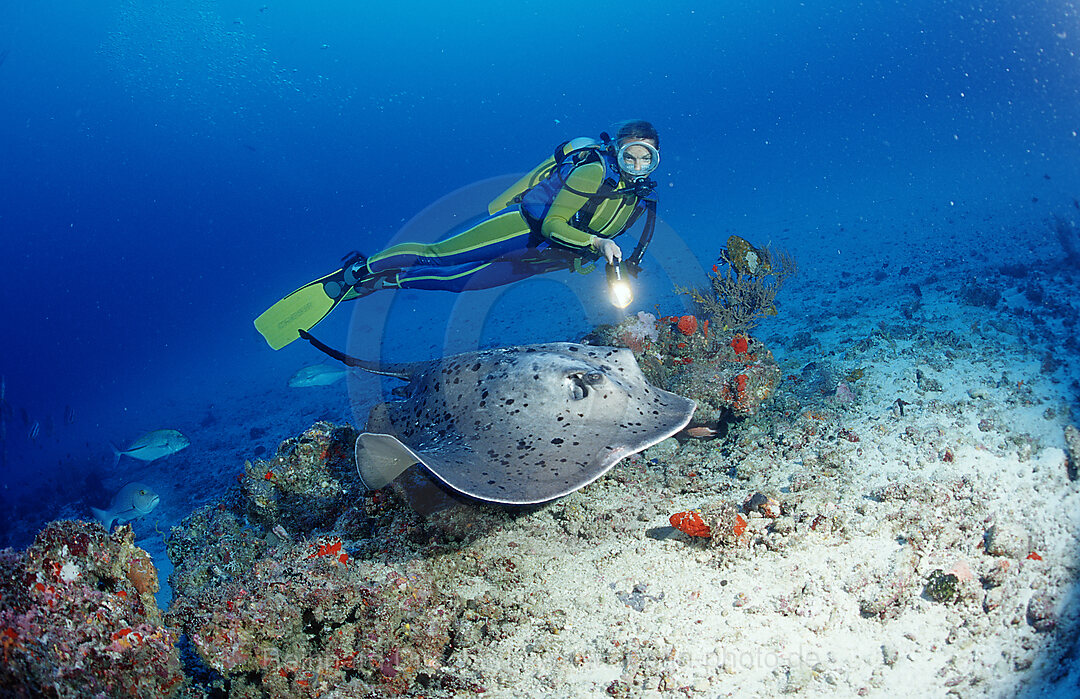 Black-spotted stingray and scuba diver, Taeniura meyeni,  Indian ocean, Ari Atol, Atoll, Maldives Islands