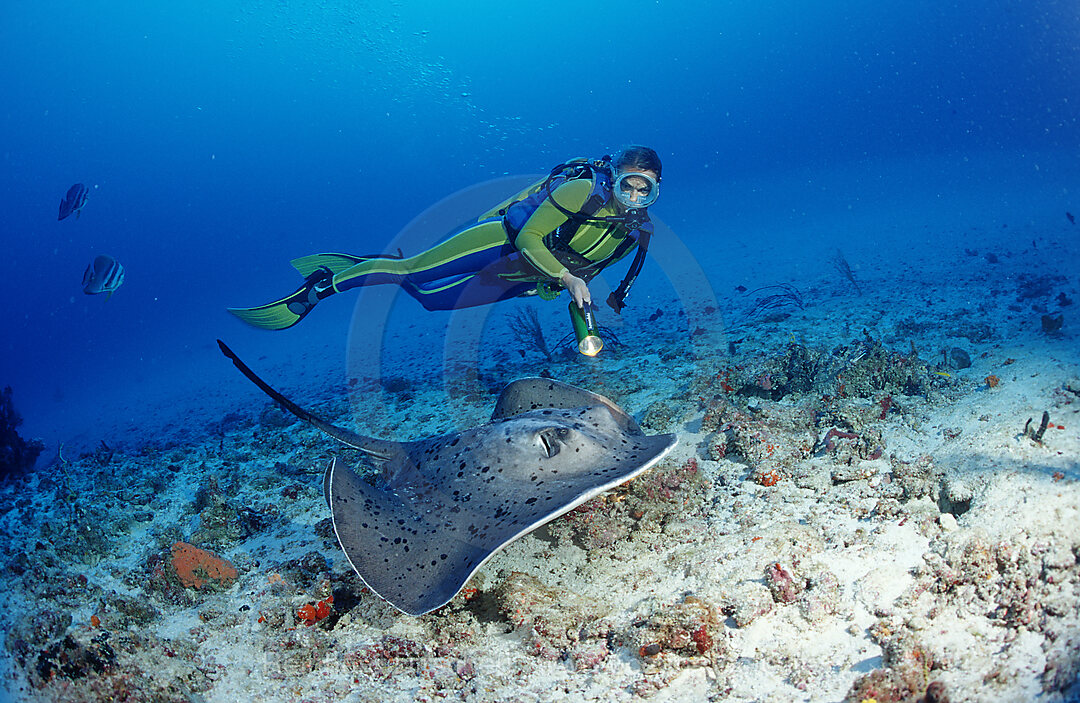 Black-spotted stingray and scuba diver, Taeniura meyeni,  Indian ocean, Ari Atol, Atoll, Maldives Islands