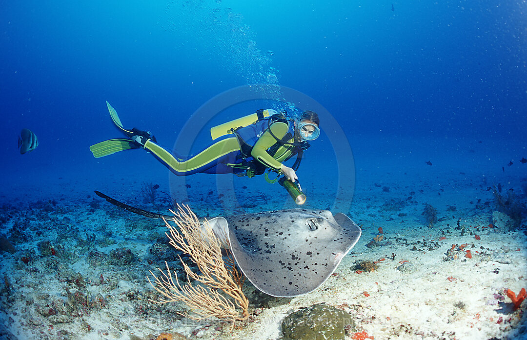 Schwarzfleck - Stachelrochen und Taucher, Taeniura meyeni, Indischer Ozean, Ari Atoll, Malediven