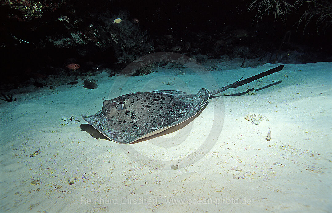 Schwarzfleck - Stachelrochen, Taeniura meyeni, Indischer Ozean, Ari Atoll, Malediven