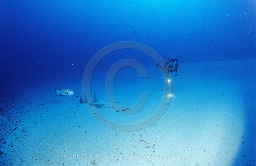 White-spotted guitarfish and scuba diver, Rhynchobatus djiddensis,  Indian ocean, Ari Atol, Atoll, Maldives Islands