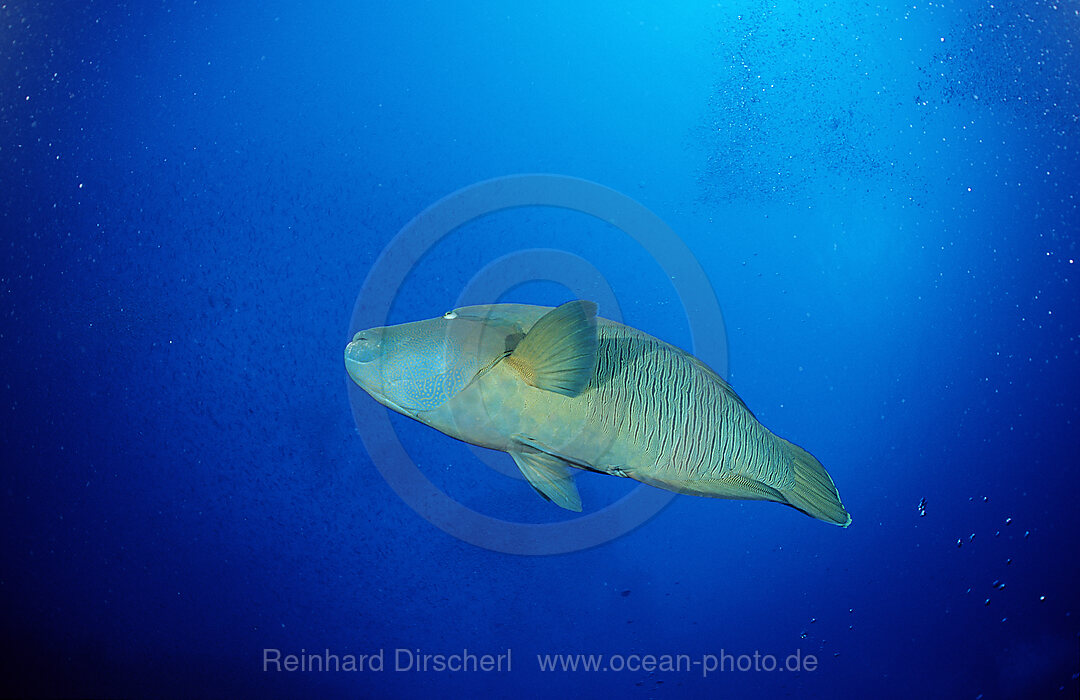 Humpback wrasse