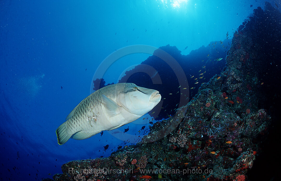 Humpback wrasse