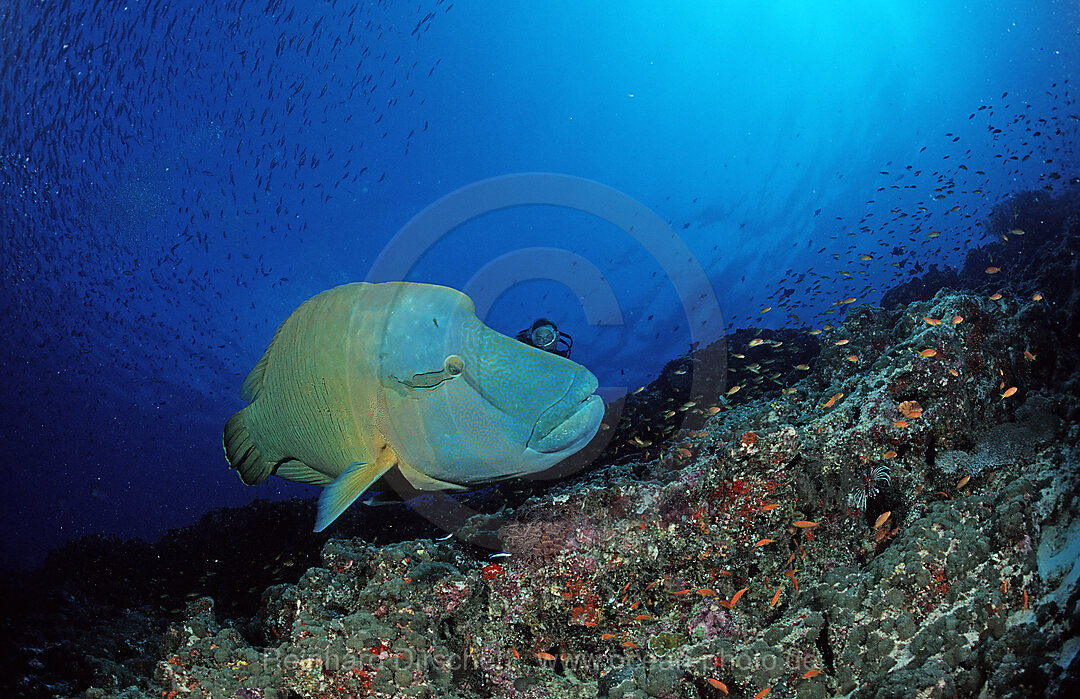 Napoleonfisch, Napoleon, Cheilinus undulatus, Indischer Ozean, Ari Atoll, Malediven