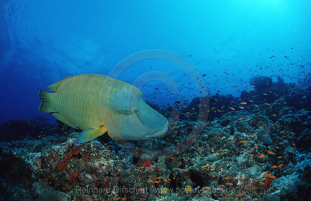 Humpback wrasse