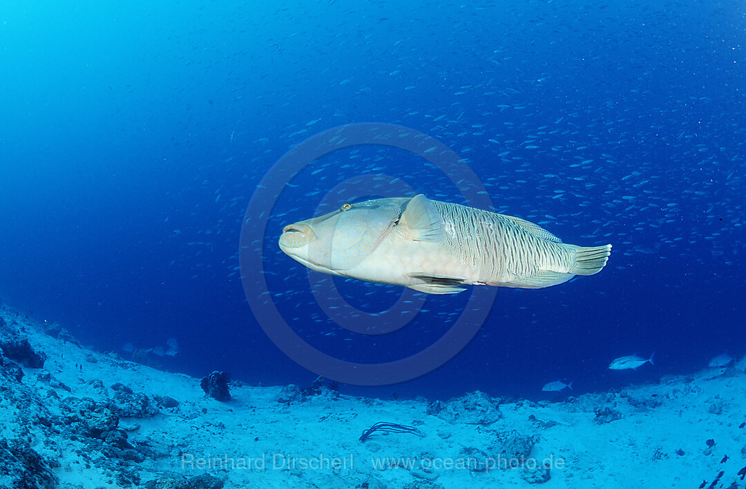Napoleonfisch, Napoleon