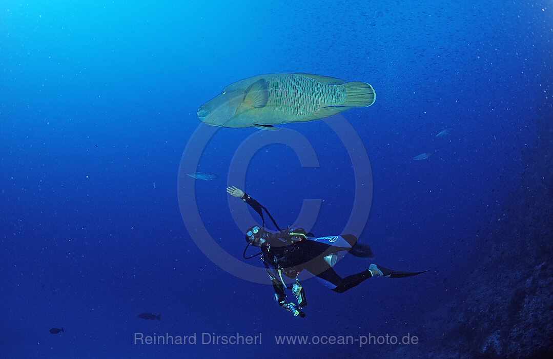 Napoleonfisch und Taucher