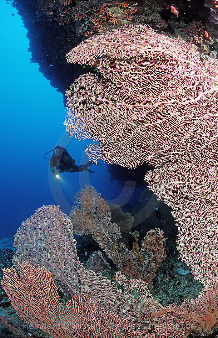 Taucher am Riff, Indischer Ozean, Ari Atoll, Malediven