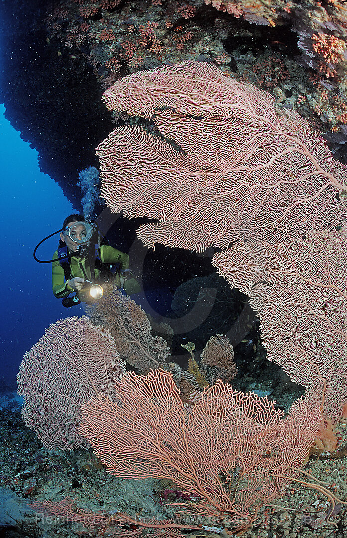 Taucher am Riff, Indischer Ozean, Ari Atoll, Malediven