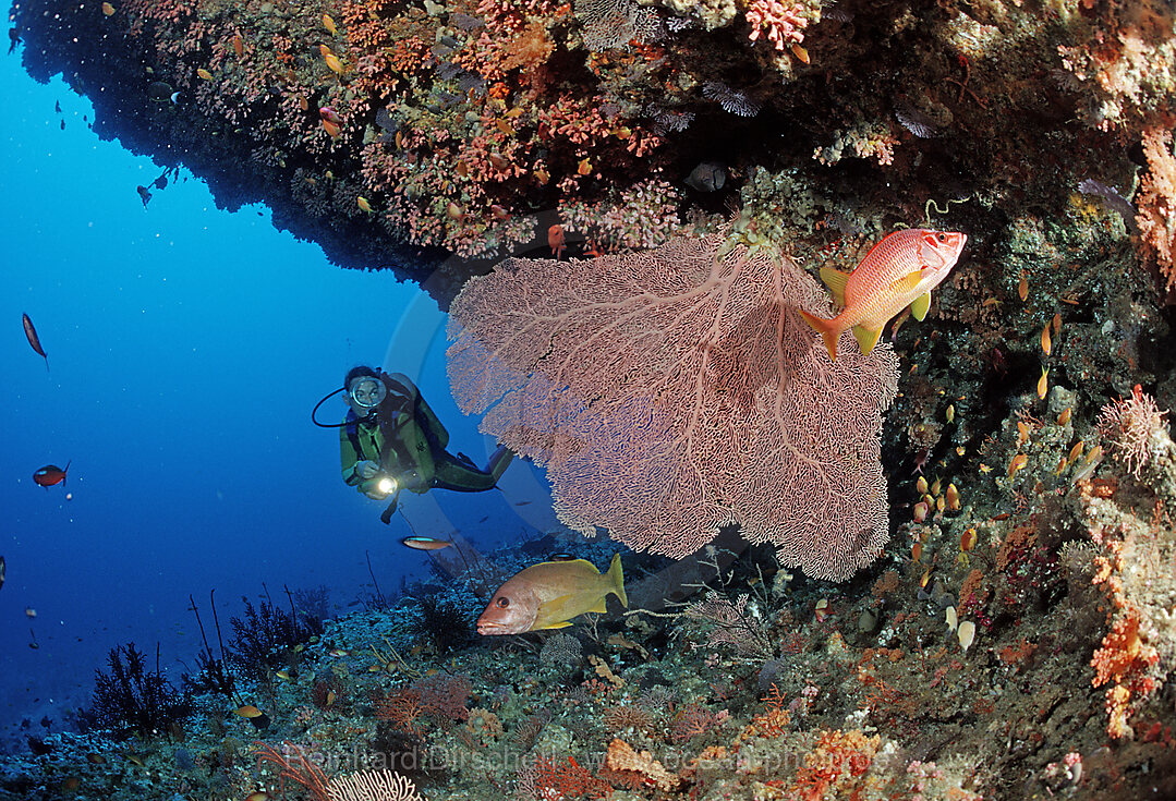 Scuba diver and Coral reef