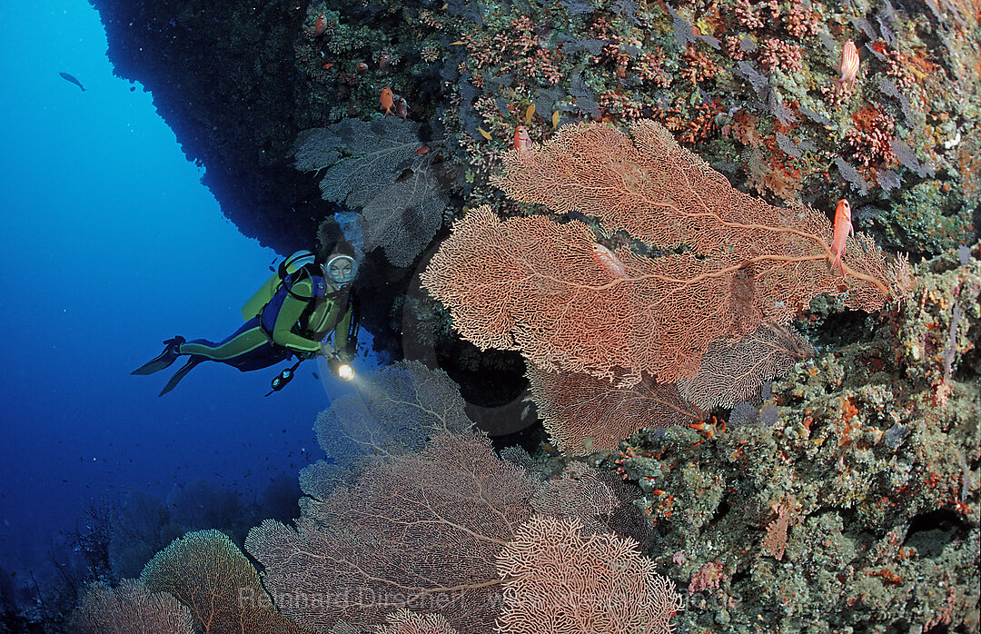 Scuba diver and Coral reef