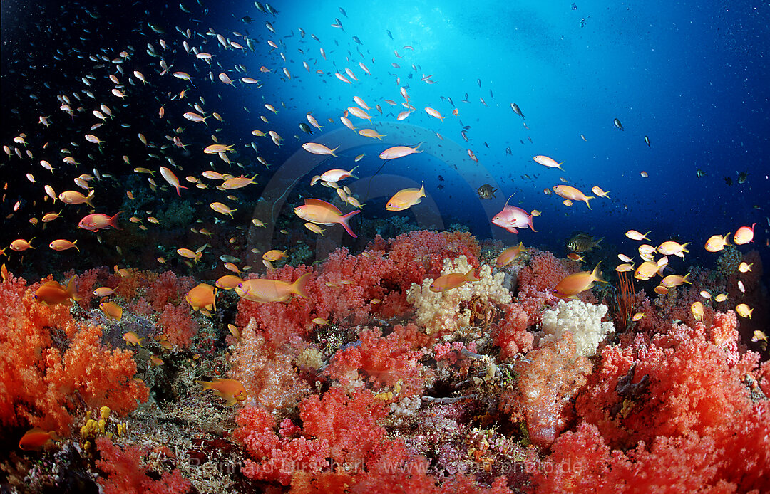 Anthias and coral reef