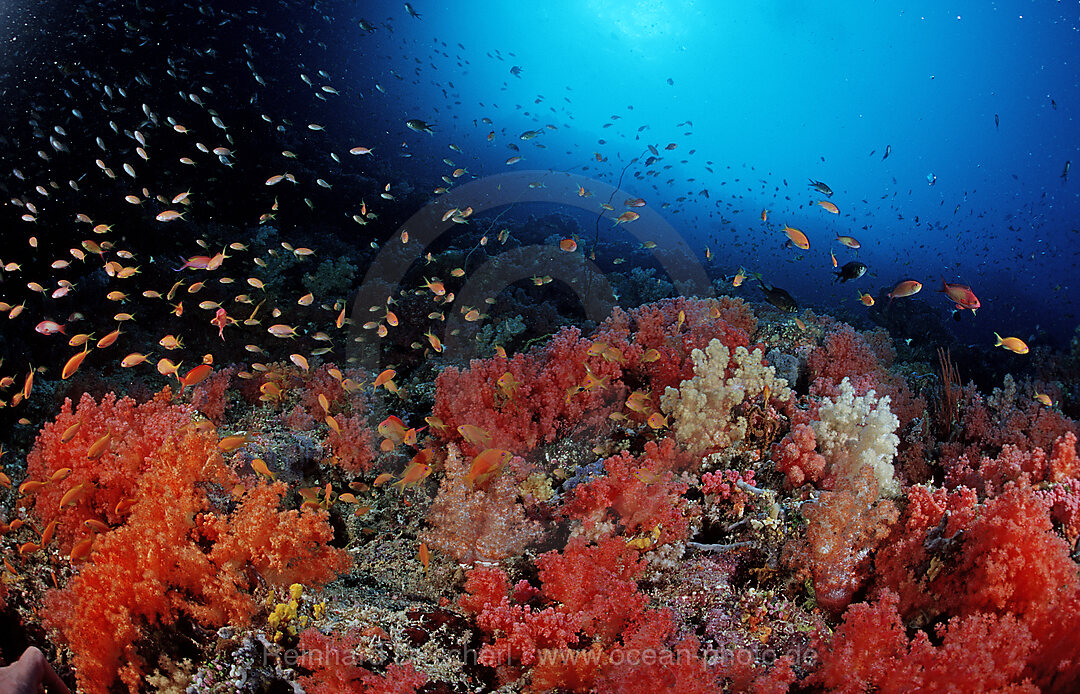 Fahnenbarsche im Korallenriff, Indischer Ozean, Ari Atoll, Malediven