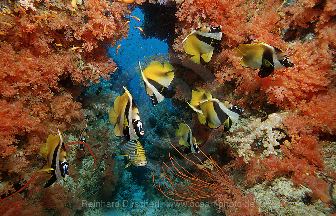 Masken-Wimpelfisch, Heniochus monoceros, Indischer Ozean, Ari Atoll, Malediven