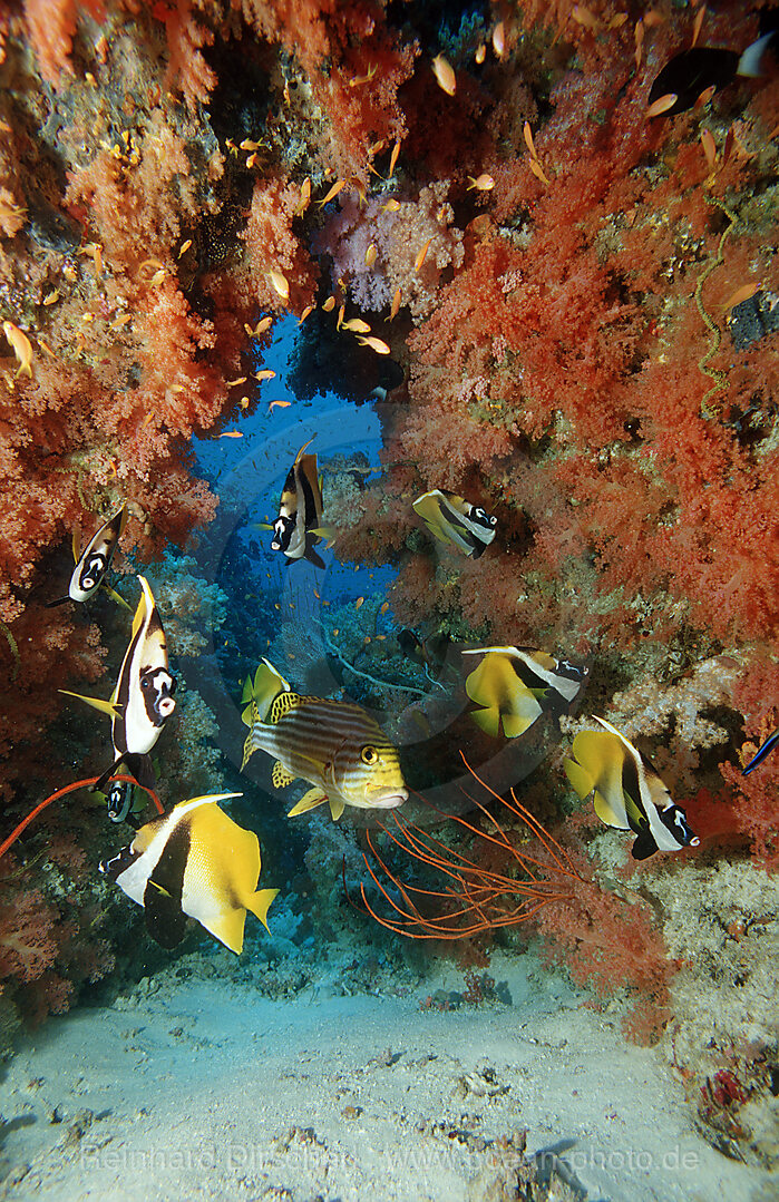 Masked bannerfish